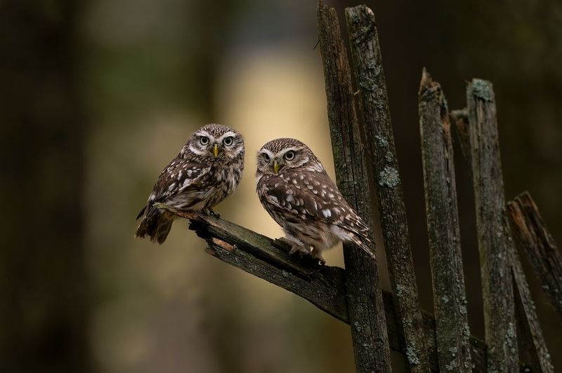 owl, owls, bird, birds, forest, Brotherhood фото превью