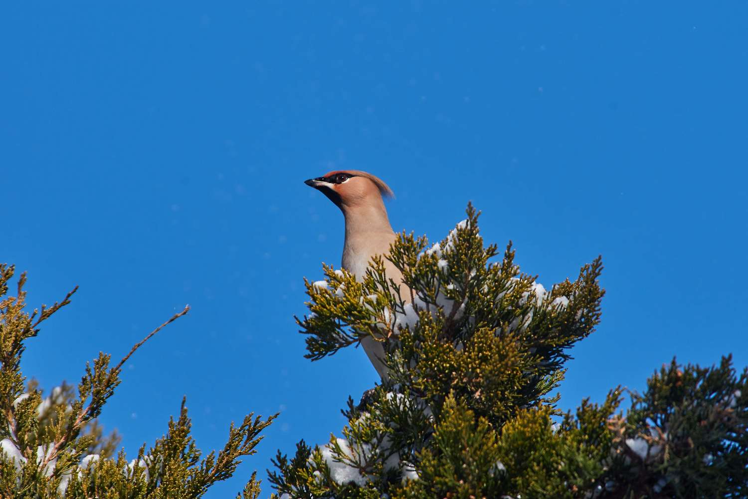 bird, wildlife, volgograd, russia, , Павел Сторчилов