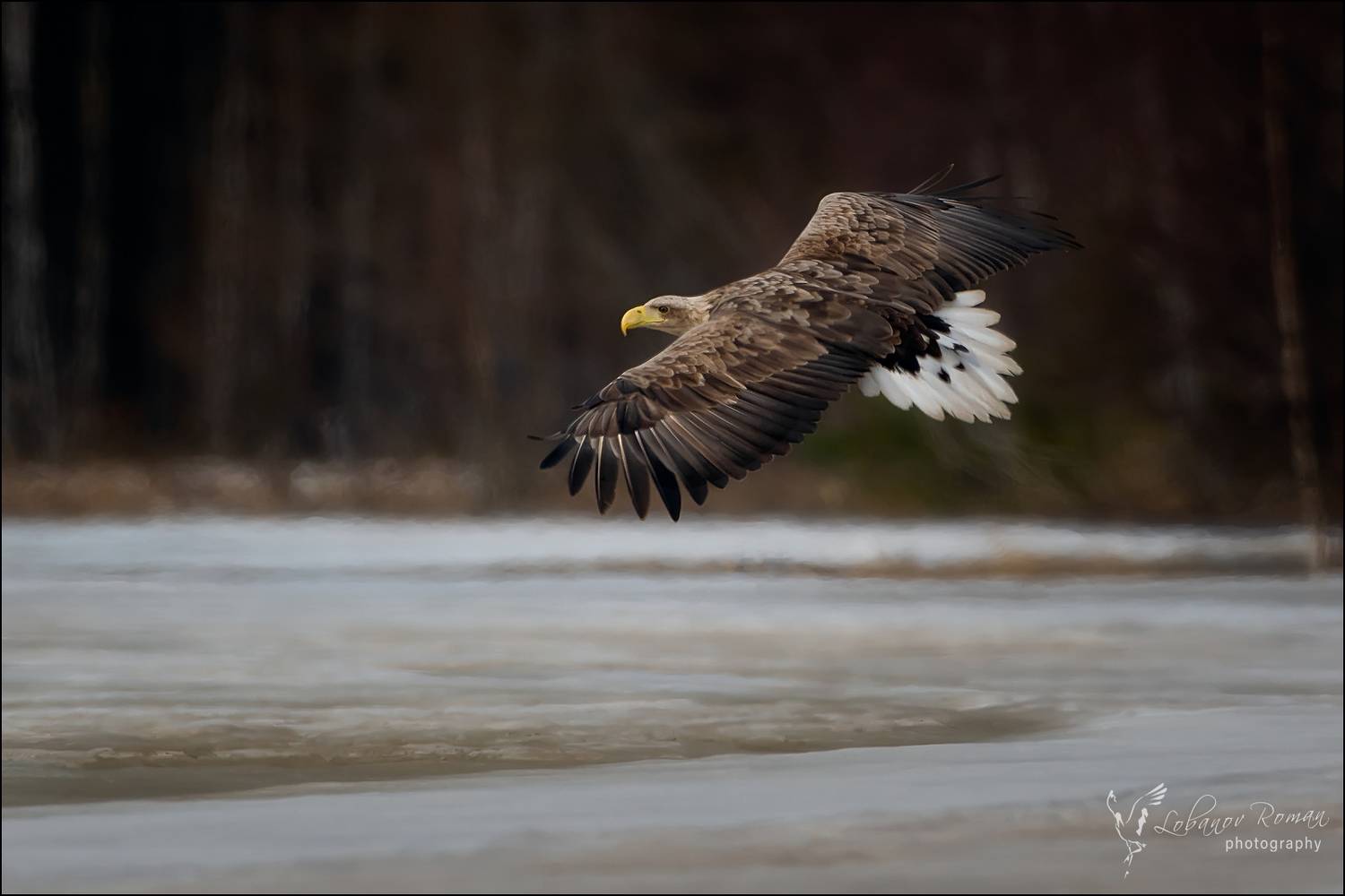 , Лобанов Роман