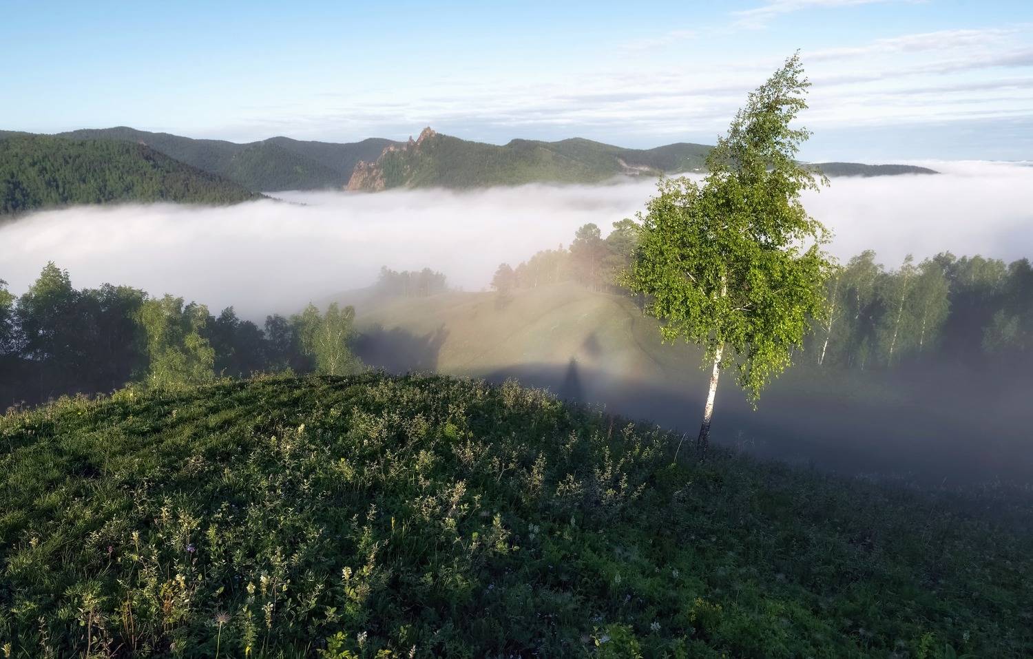 утро, туман, торгашинский хребет, сибирь, береза, такмак,, Фомина Марина