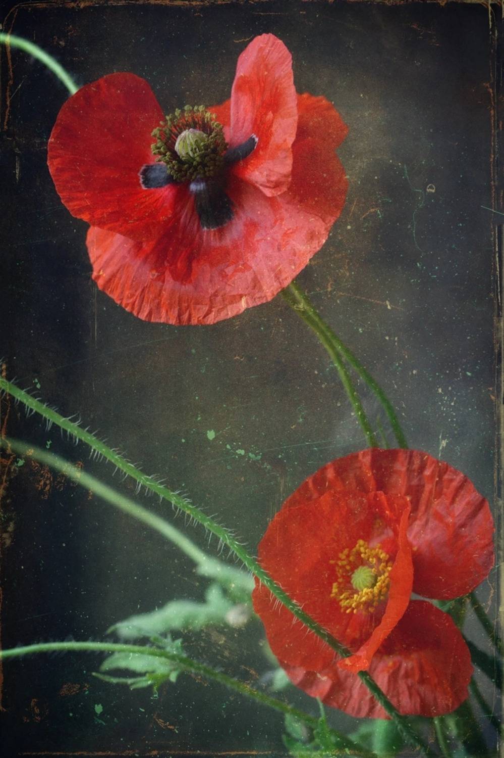 , Хромеев Александр