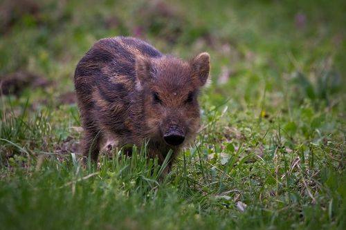 Wild Boar