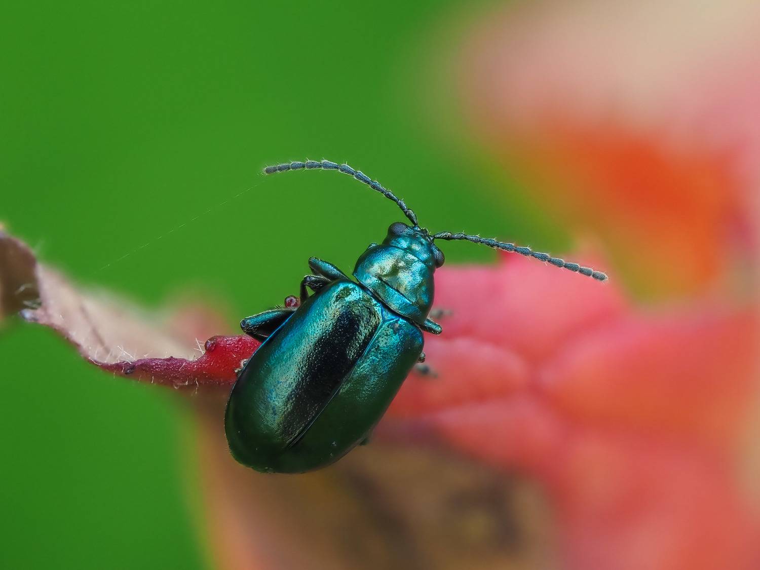 макро, жук, macro, bug, Ирина Протченко
