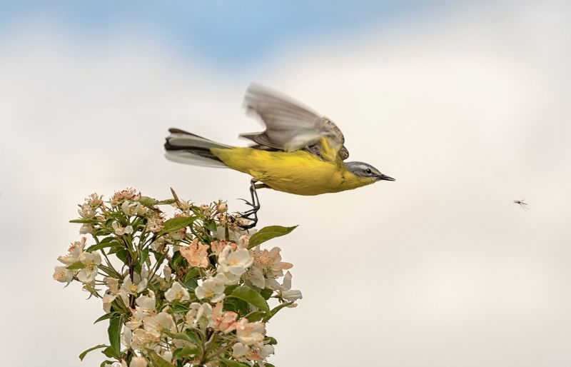 птица, трясогузка, жёлтая, Тоже охота! фото превью