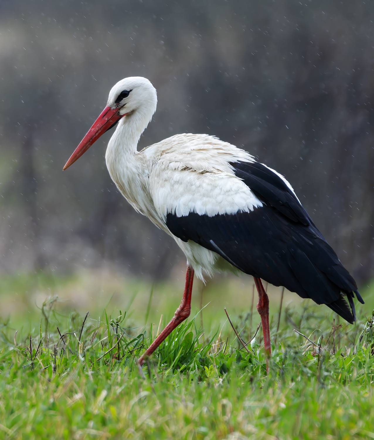 белый аист, аист, ciconia ciconia птицы, фото птиц, птицы, Александр Шипиленко