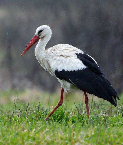 Белый аист. (Ciconia ciconia)