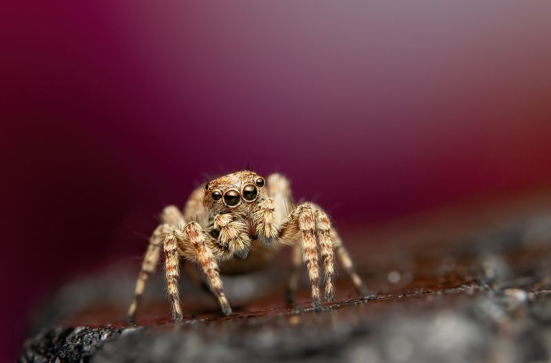 Jumping spider фото превью