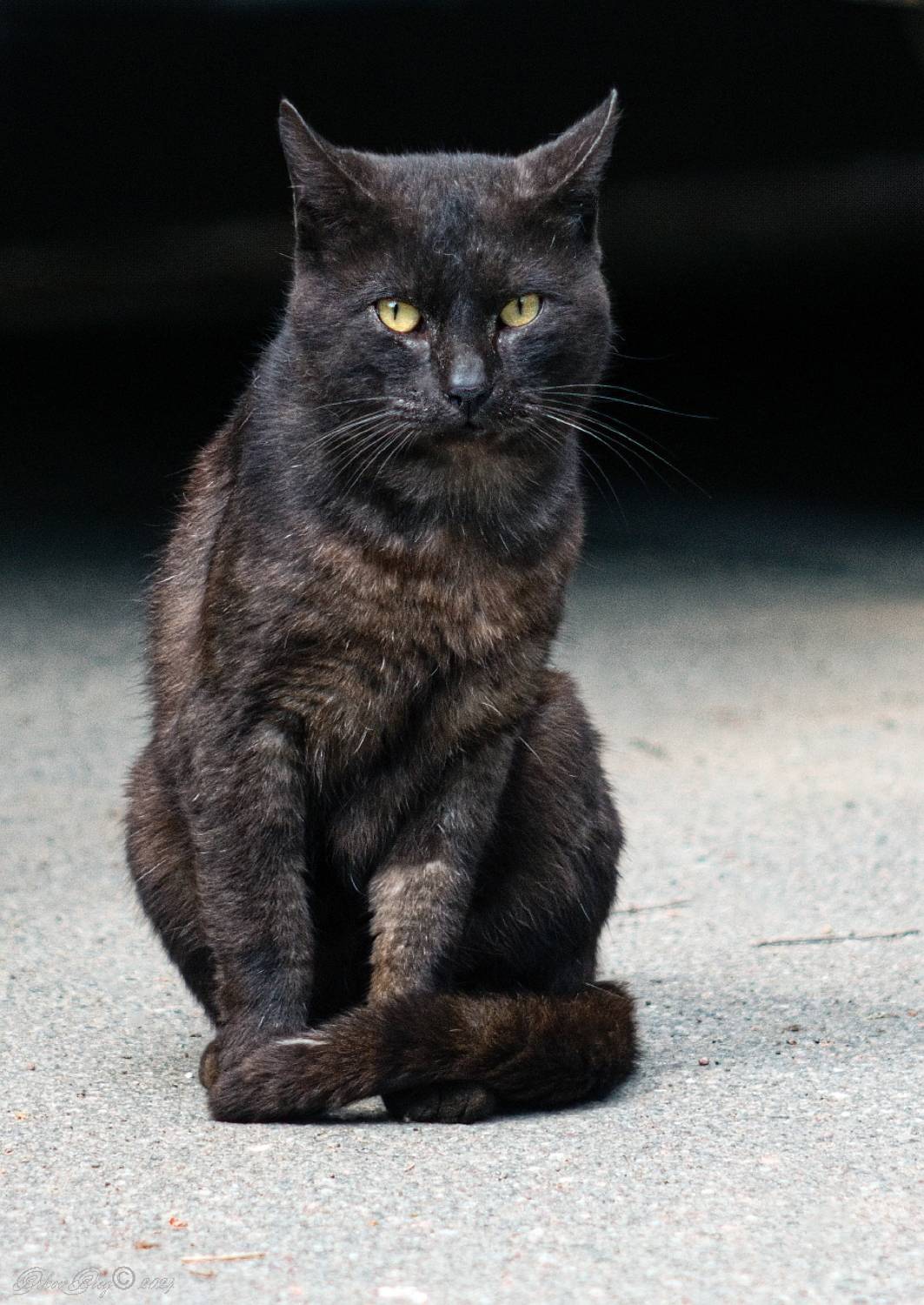 , Орлов Олег