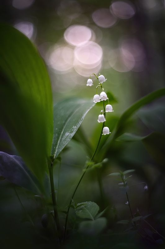 * фото превью