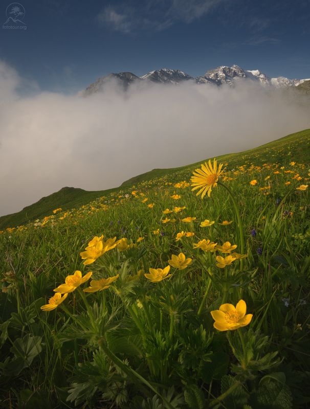 осетия, северная осетия, фототур в северную осетию, горы, тур по осетии, фототур по осетии Горные цветы фото превью