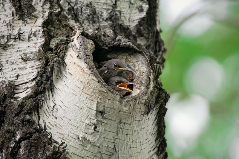 Двое из ларца одинаковых с лица... фото превью