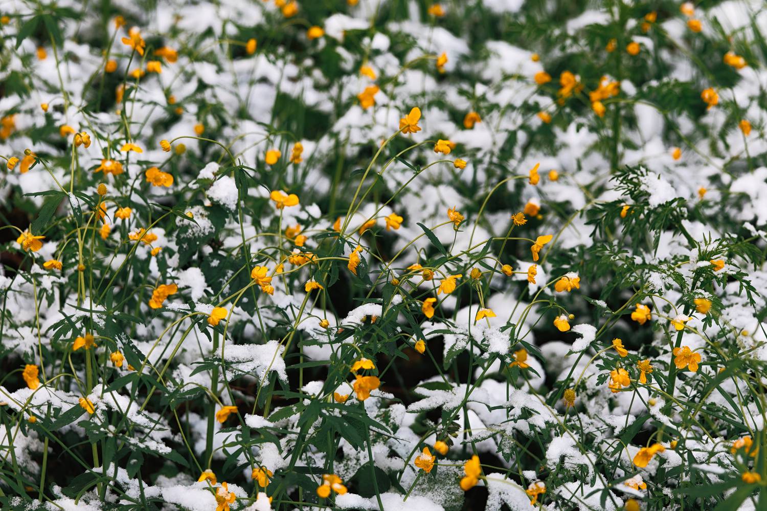 , Загруев Михаил