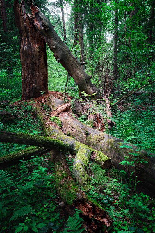 В лесу фото превью