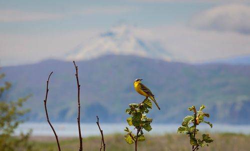 Трясогузка