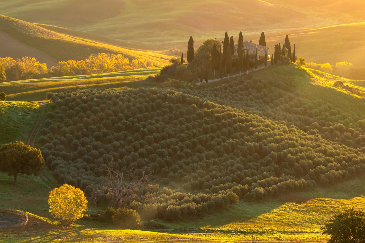 , Евгения Чех