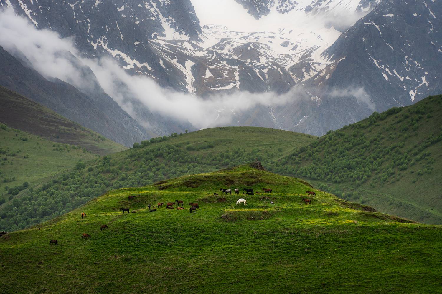 mountains, horses, nature, Maria Pochikaeva