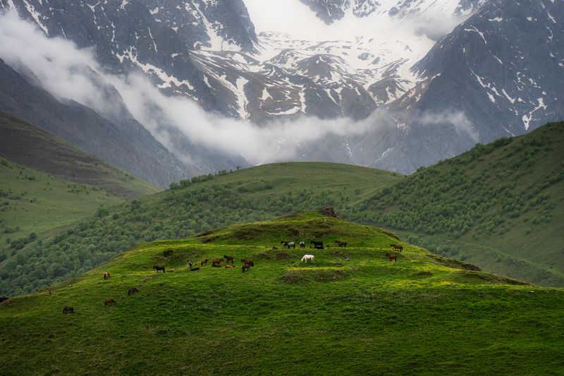 mountains, horses, nature Rainy day in the mountains фото превью
