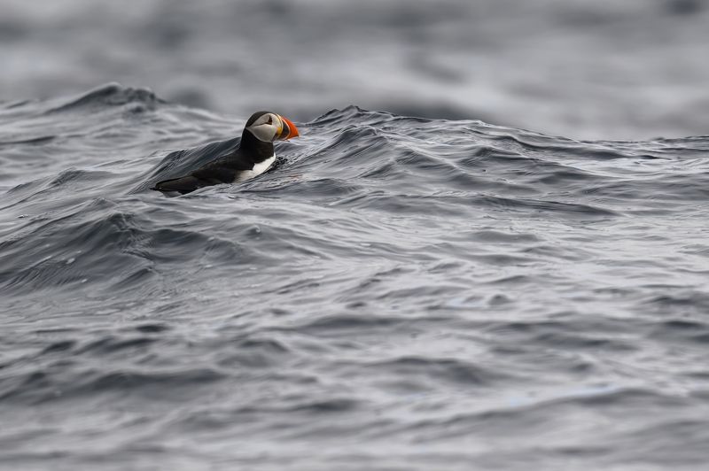 Атлантический тупик фото превью