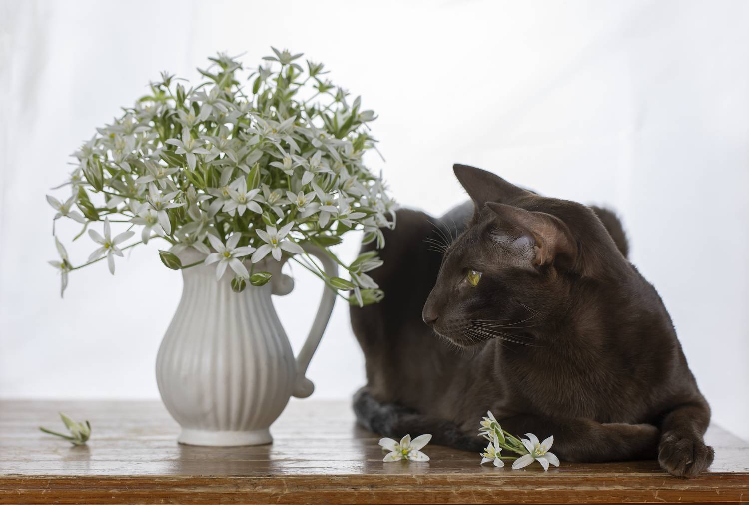 кот, ориентал, Tatyana Fedenkova