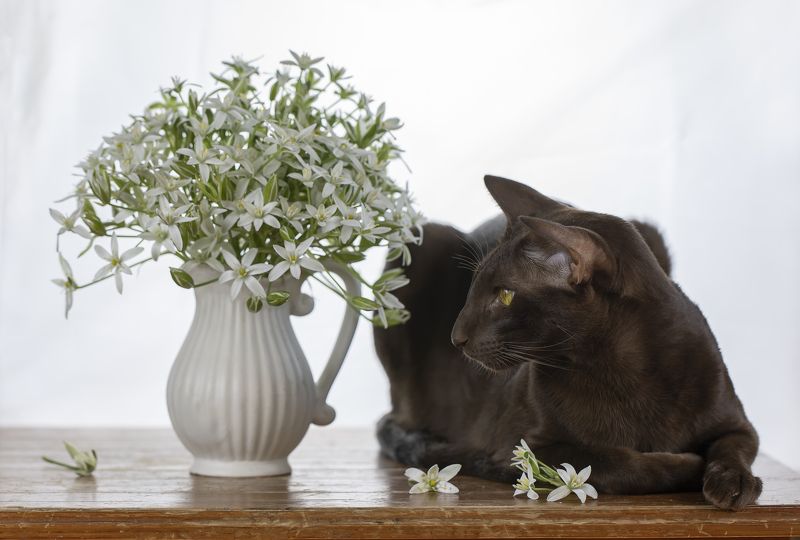 кот, ориентал Орик... фото превью