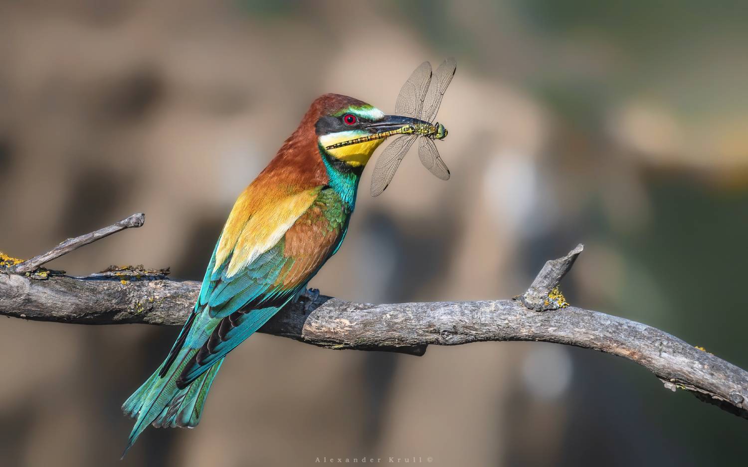 щурка, золотистая щурка, пчелоедка, merop apiaster, стрекоза, Круль Александр