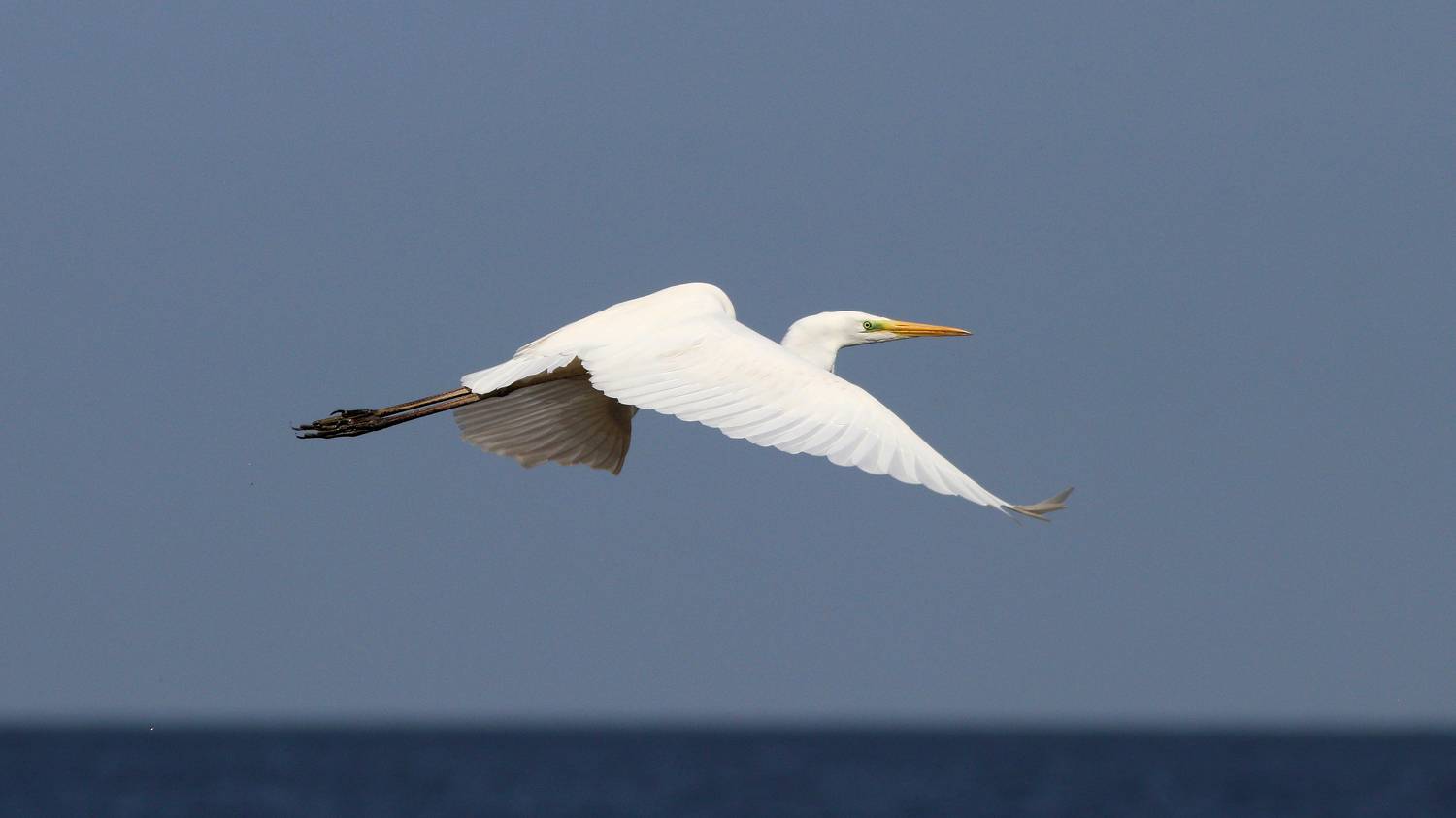 большая белая цапля, цапля, ardea alba, heron, great egret, куршский залив, Бондаренко Георгий