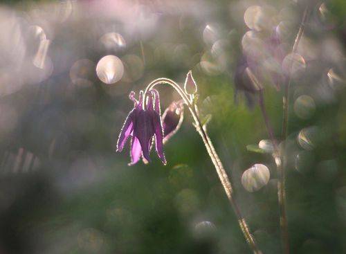 Пробуждение аквилегии