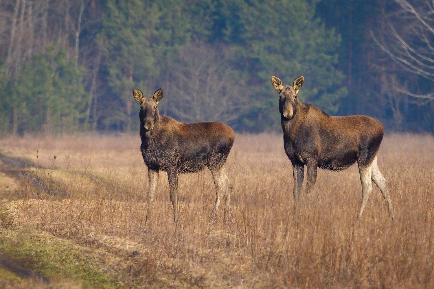 #лось #moose, Александр Добыш
