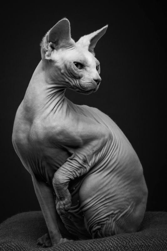 кошка, сфинкс, портрет Мимиза фото превью