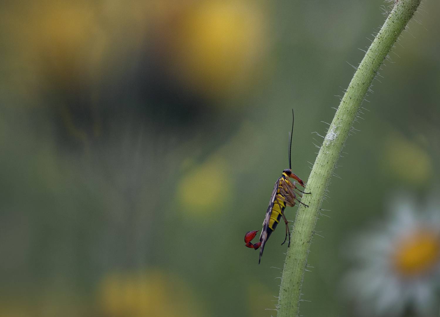 #лес #свет #макро #природа, Баранов Олег