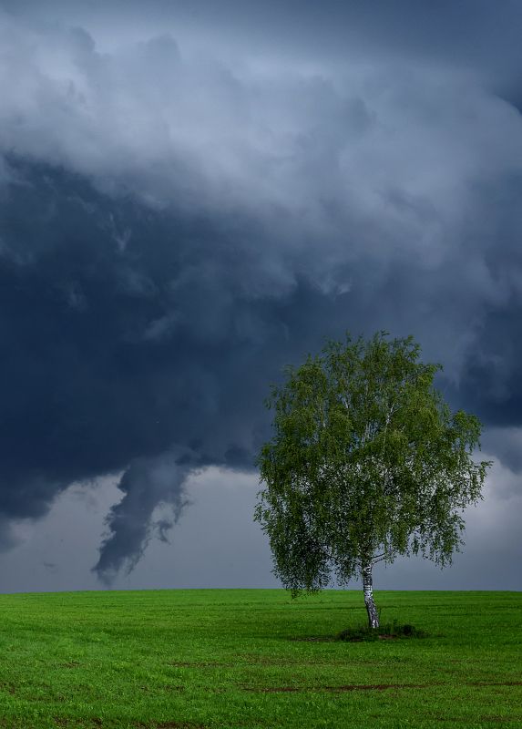 Во поле берёзка... фото превью