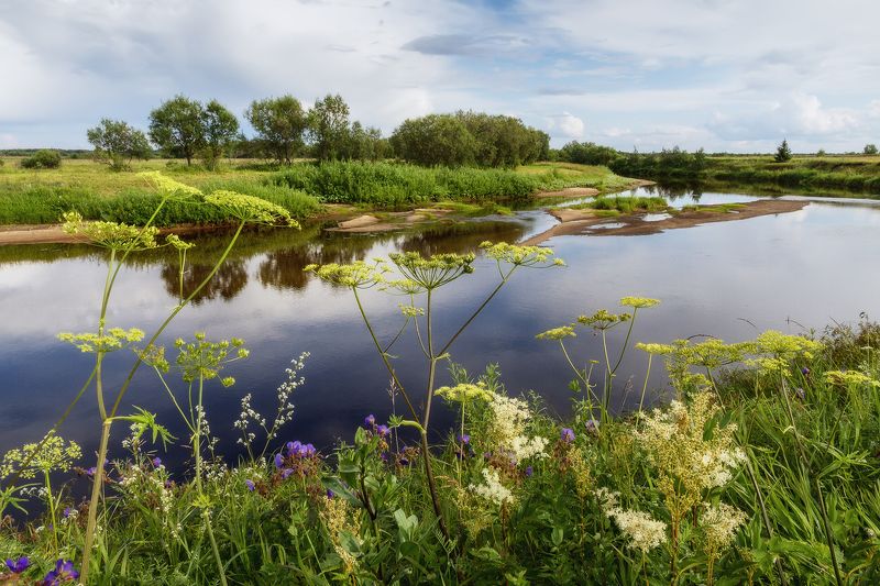 июль лето река сура архангельская область вода отмели берега кусты трава цветы Река Сура, июль фото превью