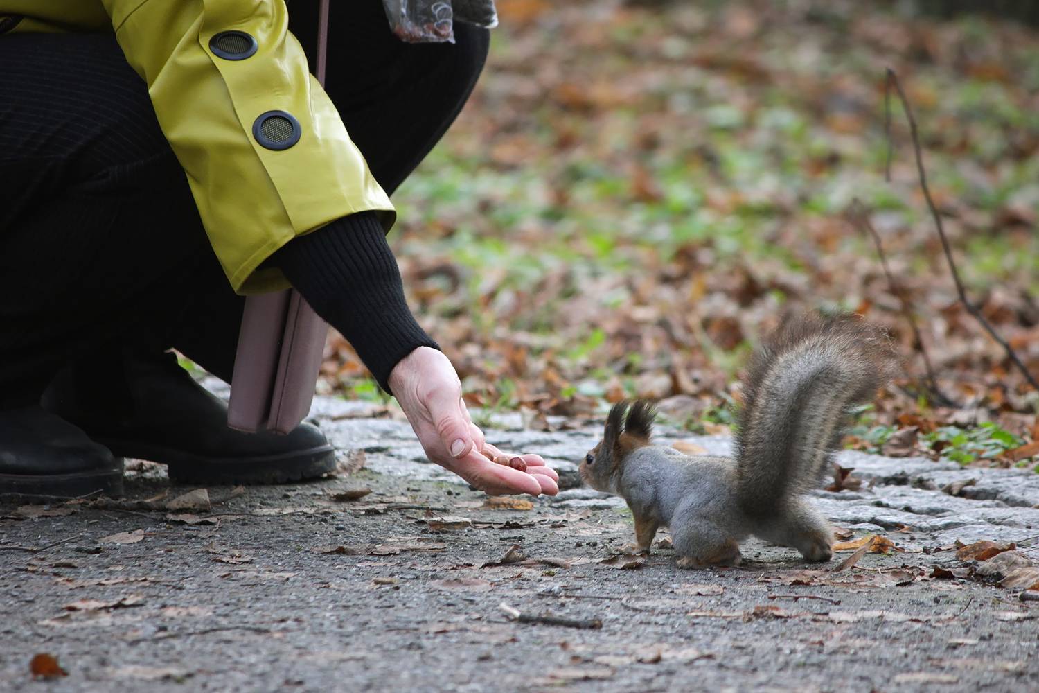 белка обыкновенная, векша, sciurus vulgaris, КарОл