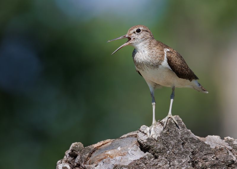 Перевозчик фото превью