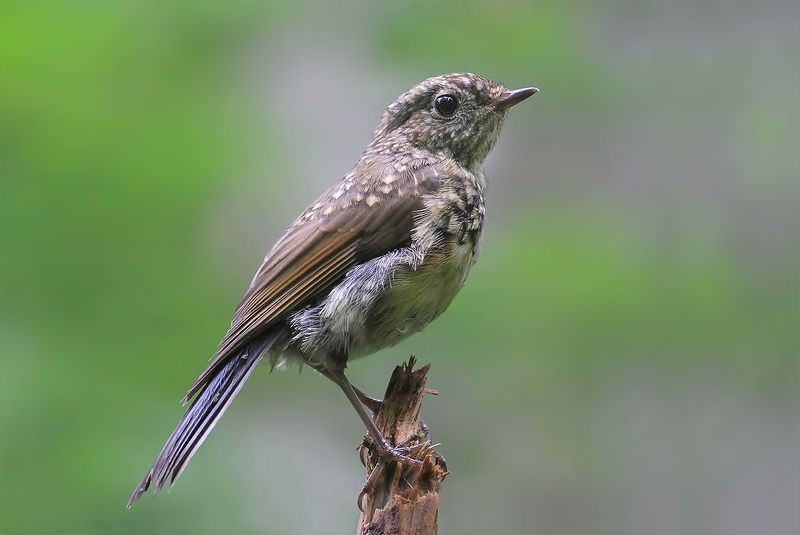 синехвостка Синехвостка в молодости фото превью