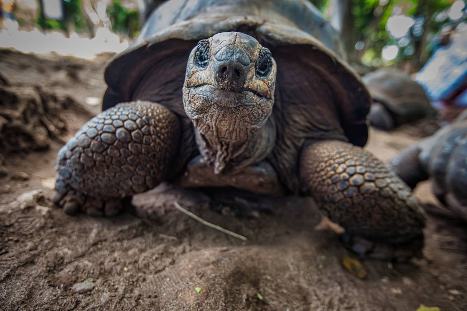 Остров Призон, Танзания, Алексей Мараховец