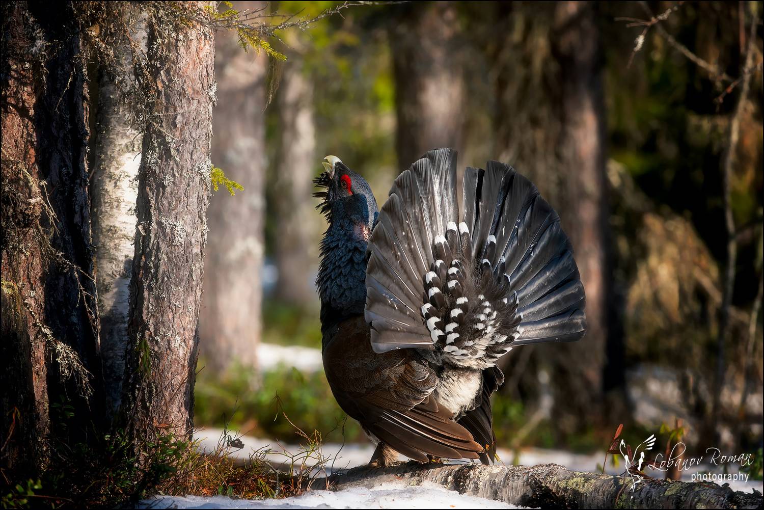 , Лобанов Роман