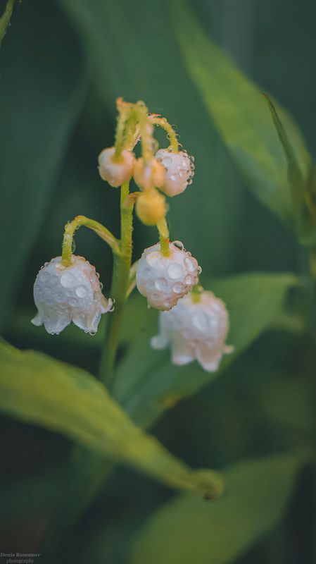 *** фото превью