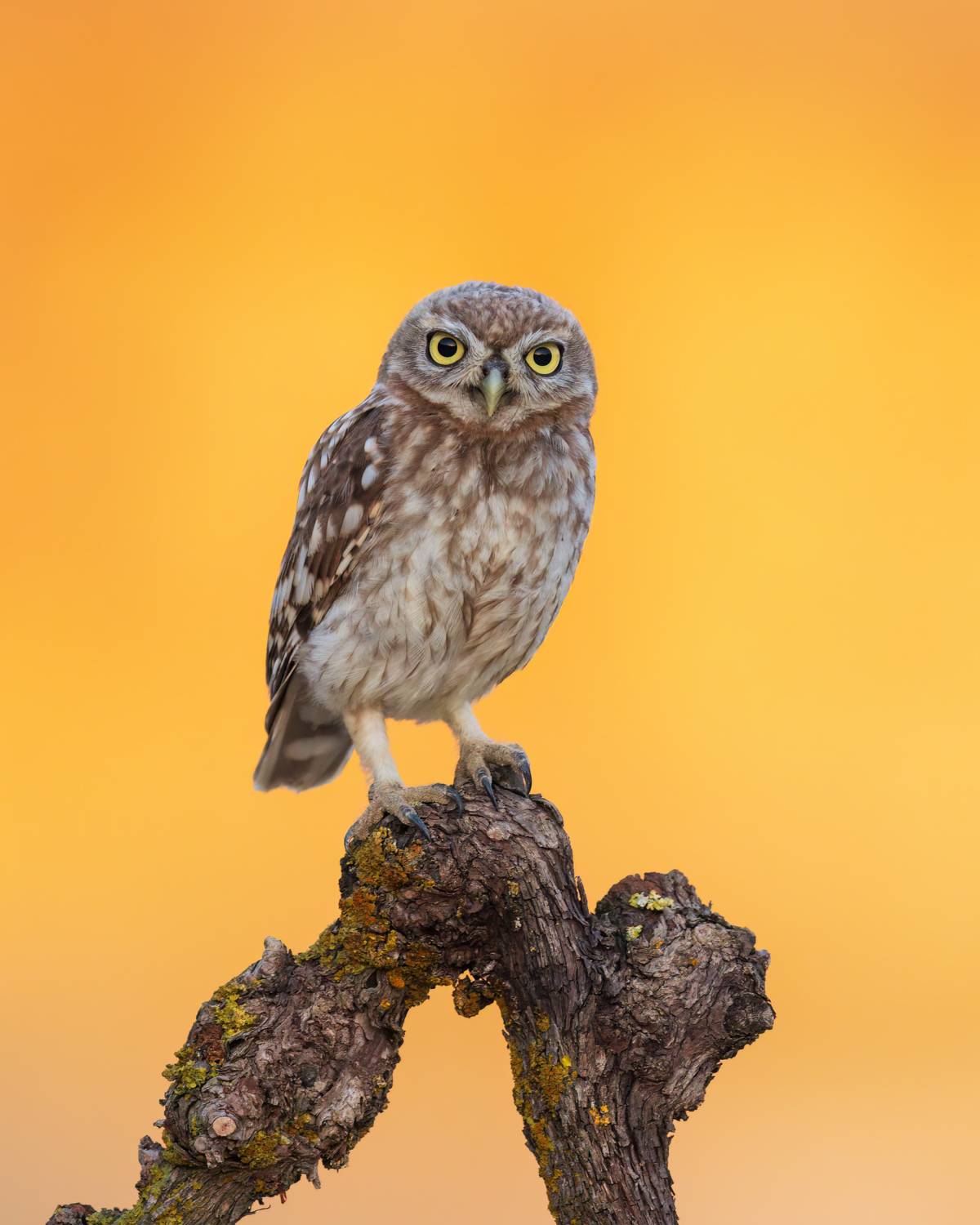 , Фруман Евгений