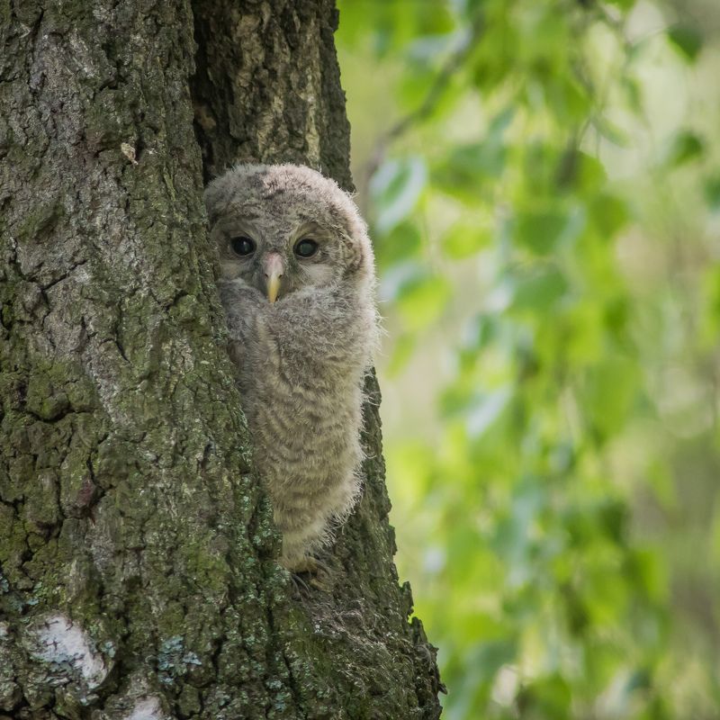 длиннохвостая неясыть Новая жизнь фото превью