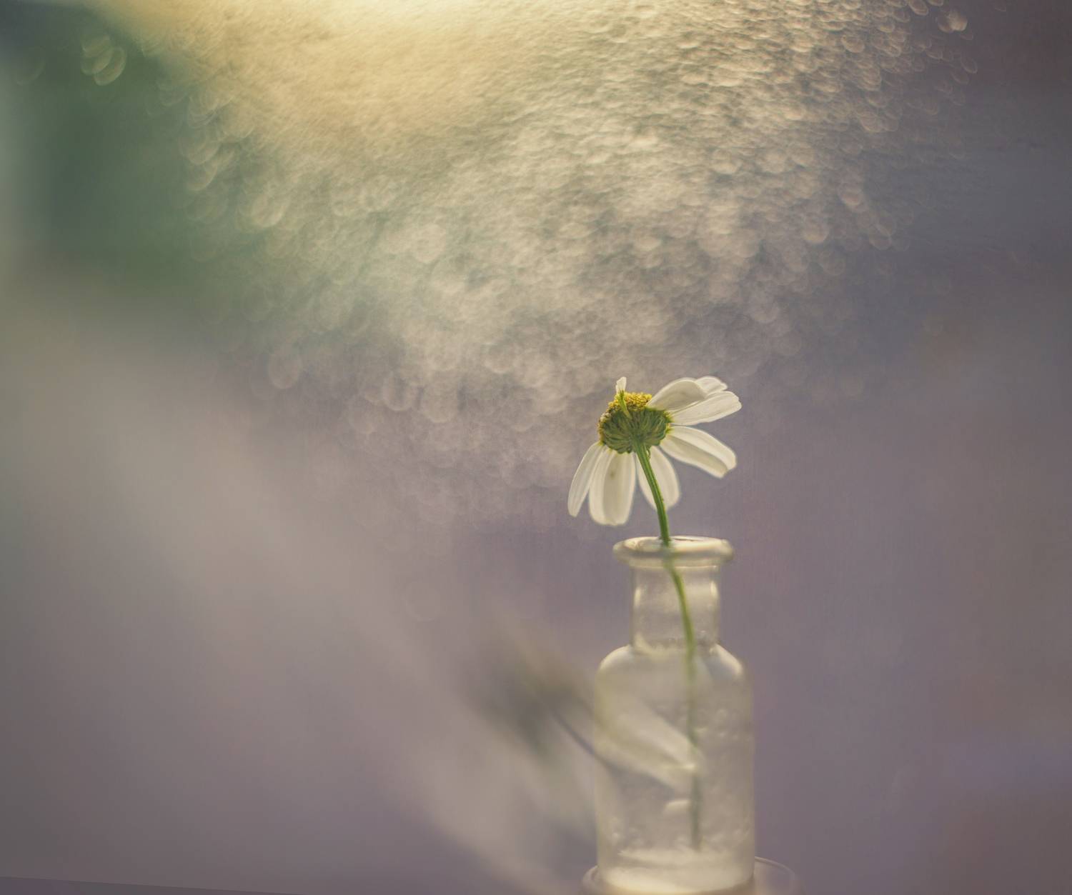 , Сигидова Ирина