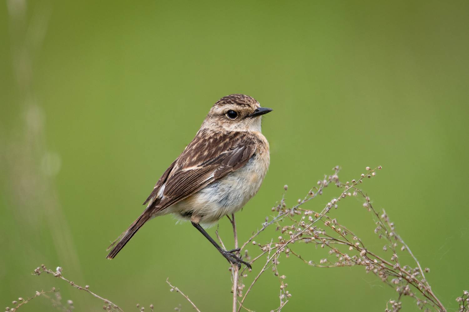 птицы, птаха, чекан, самочка, Степанова Татьяна