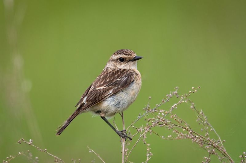 птицы, птаха, чекан, самочка Самочка черноголового чекана фото превью