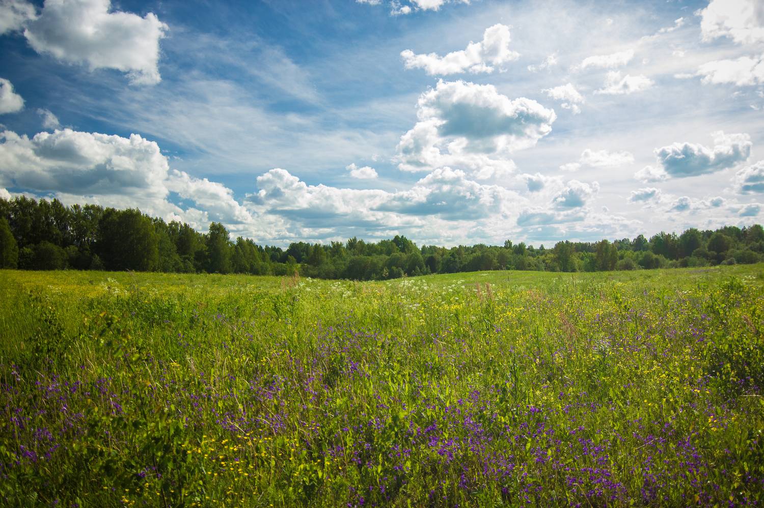 , Хвойнова Елена