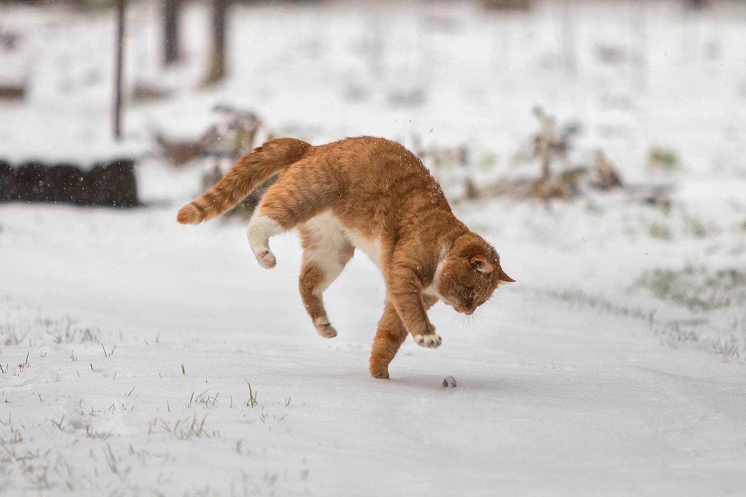 , Alexander Pashenichev