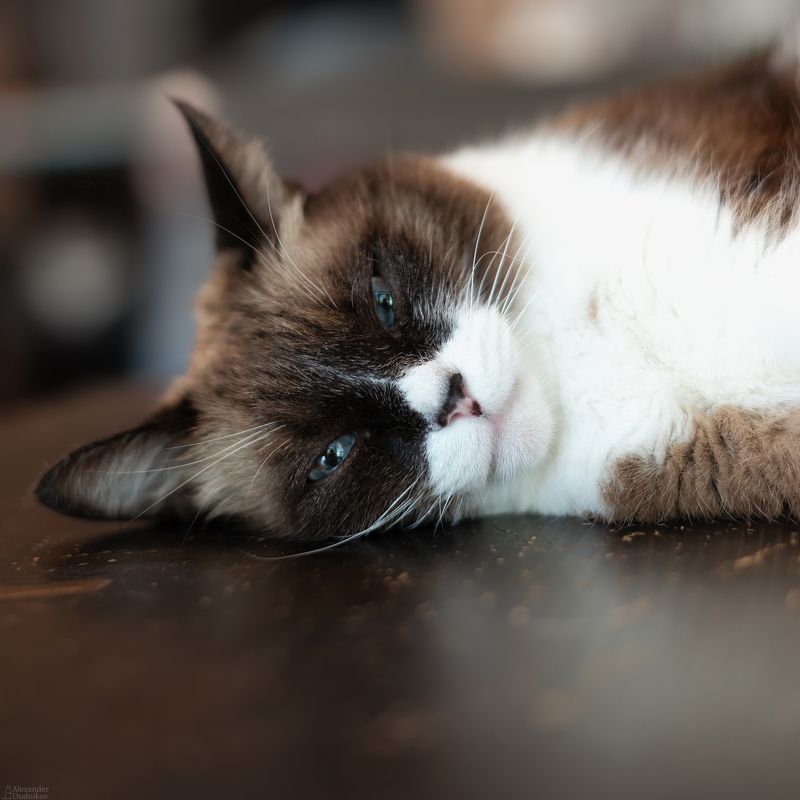 животные, портрет животного, кошачьи, кошки, кот, млекопитающие, animals, mammals, animal portrait, cats, felidae Cacao (Какао) фото превью