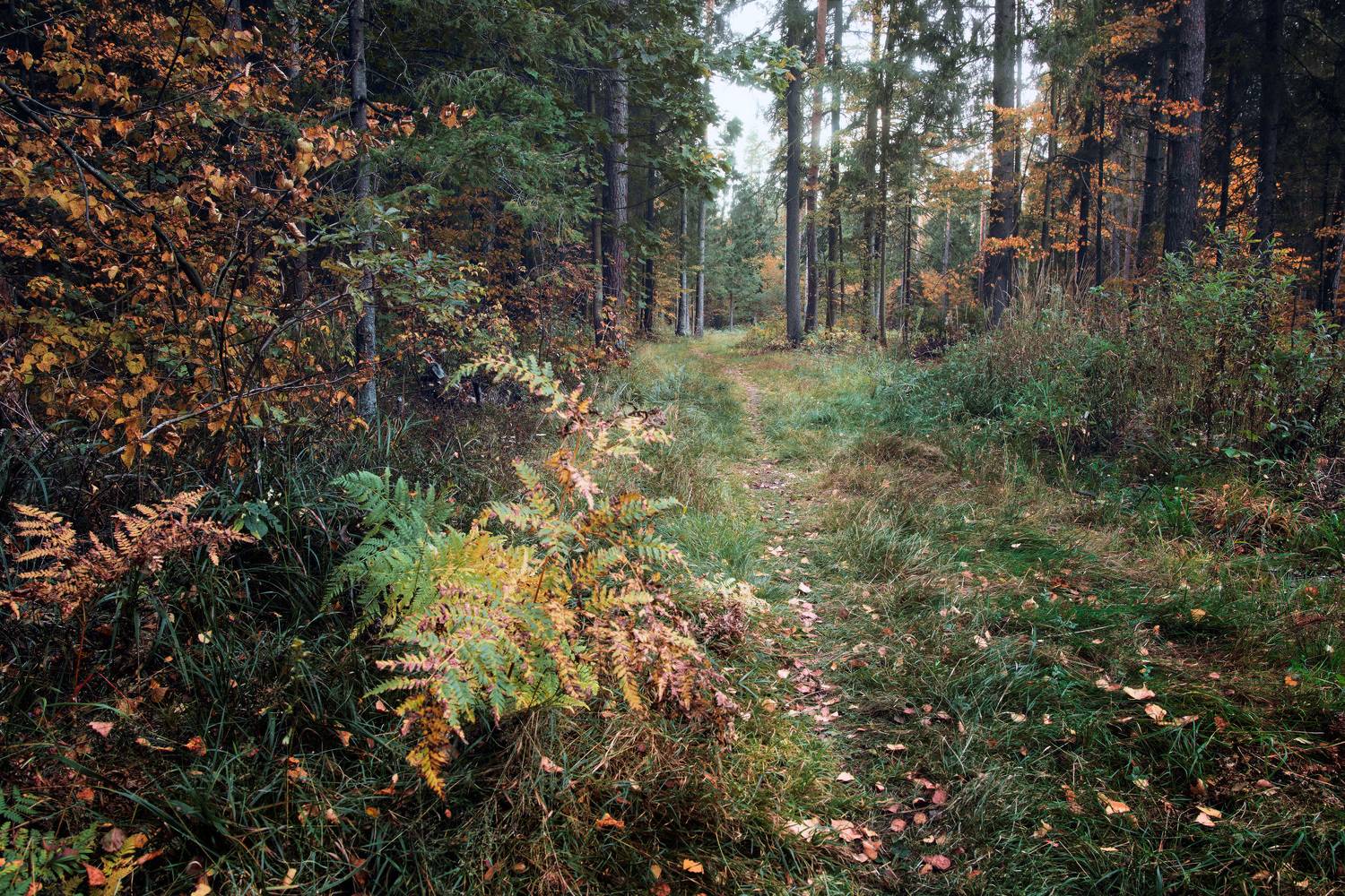 осень, лес, Валерий Вождаев