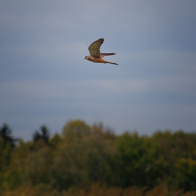 Пустельга фото превью