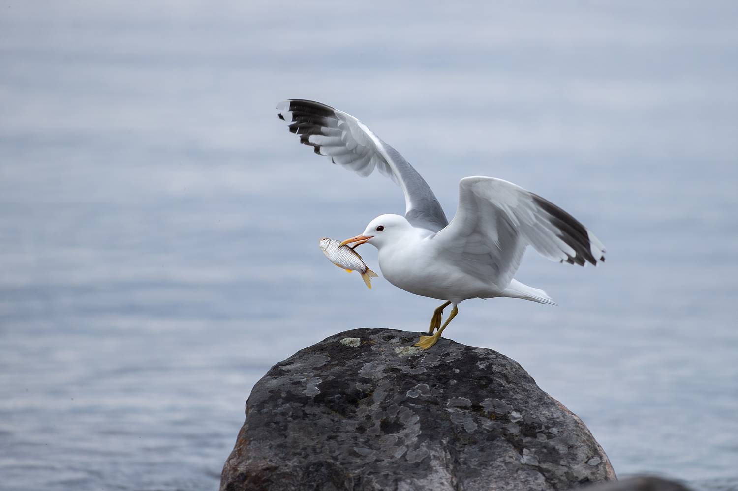 , Светлана Писарева