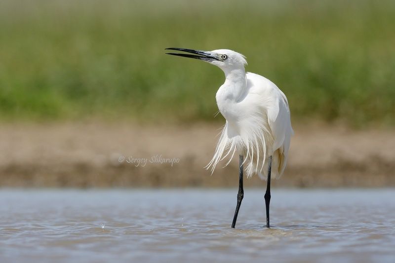 большая белая цапля, птицы, Крым Большая белая цапля в летнюю жару фото превью